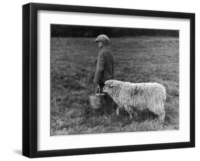 Little Boy Carring a Metal Pail of Feed is Followed by a Hungry Sheep! - Black Framed Art Print Wall Art, 16x12