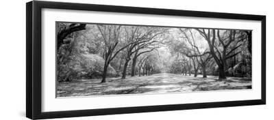 Live Oaks and Spanish Moss Wormsloe State Historic Site Savannah GA - Black Framed Art Print Wall Art, 24x8