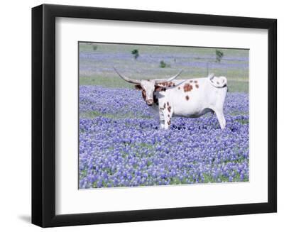 Longhorn Grazing on Bluebonnets, Midlothian, Texas - Black Framed Art Print Wall Art, 12x9