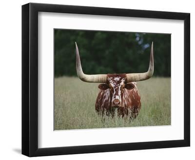 Longhorn Watusi Mix - Black Framed Art Print Wall Art, 12x9