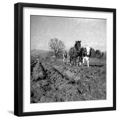 Man Ploughs Field with a Wagon with Strained Horse and Cow, around Freiburg Ca. 1945 …, 1950 (Photo - Black Framed Art Print Wall Art, 16x16