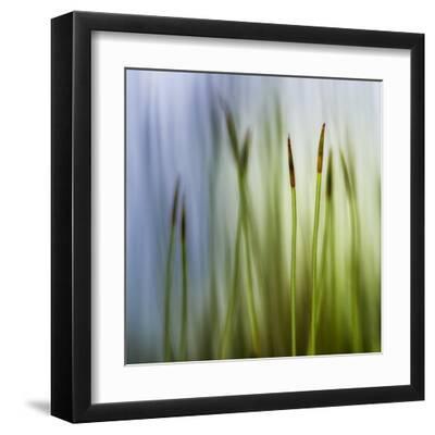 Moss - Black Framed Art Print Wall Art, 12x12 Moss - Black Framed Art Print Wall Art, 12x12