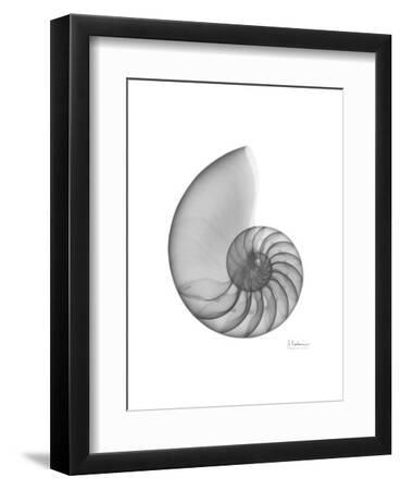 Nautilus Xray - Black Framed Art Print Wall Art, 9x12 Nautilus Xray - Black Framed Art Print Wall Art, 9x12