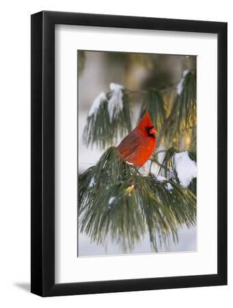 Northern Cardinal Male in White Pine Tree in Winter, Marion County, Illinois - Black Framed Art Print Wall Art, 8x12 Northern Cardinal Male in White Pine Tree in Winter, Marion County, Illinois - Black Framed Art Print Wall Art, 8x12