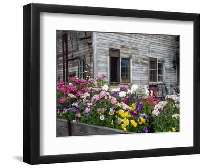 Old Barn with Cat in the Window, Whitman County, Washington, USA - Black Framed Art Print Wall Art, 12x9