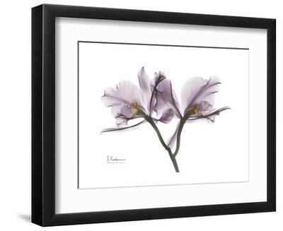 Orchid Portrait - Black Framed Art Print Wall Art, 12x9 Orchid Portrait - Black Framed Art Print Wall Art, 12x9