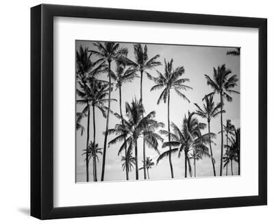 Palm Heaven - Black Framed Art Print Wall Art, 12x9 Palm Heaven - Black Framed Art Print Wall Art, 12x9