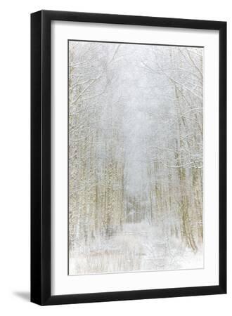 Path Through Winter Forest Gunnebo Kulturreservat, Mölndal, Sweden, Europe - Black Framed Art Print Wall Art, 12x18