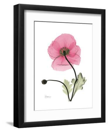 Pink Poppy - Black Framed Art Print Wall Art, 9x12 Pink Poppy - Black Framed Art Print Wall Art, 9x12