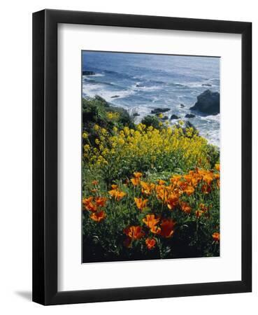 Poppies Along Coast CA USA - Black Framed Art Print Wall Art, 9x12
