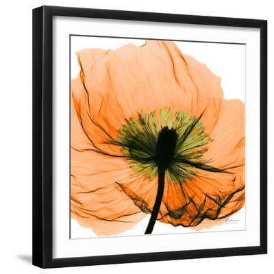 Poppy Orange - Black Framed Art Print Wall Art, 16x16 Poppy Orange - Black Framed Art Print Wall Art, 16x16