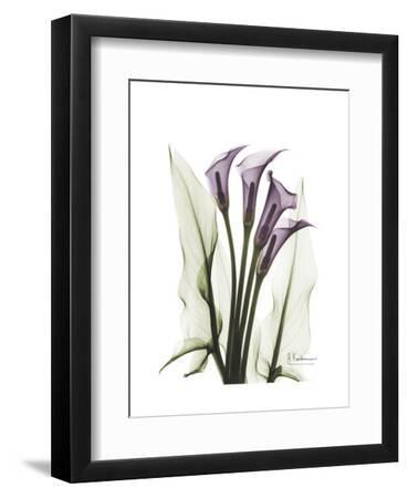 Purple Calla Lily Portrait - Black Framed Art Print Wall Art, 9x12 Purple Calla Lily Portrait - Black Framed Art Print Wall Art, 9x12