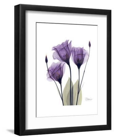 Purple Gentian Triplet - Black Framed Art Print Wall Art, 9x12 Purple Gentian Triplet - Black Framed Art Print Wall Art, 9x12