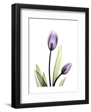 Purple Tulip Portrait 1 - Black Framed Art Print Wall Art, 9x12 Purple Tulip Portrait 1 - Black Framed Art Print Wall Art, 9x12