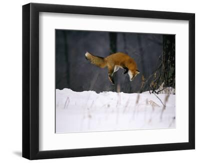 Red Fox Jumping in the Snow - Black Framed Art Print Wall Art, 12x9 Red Fox Jumping in the Snow - Black Framed Art Print Wall Art, 12x9