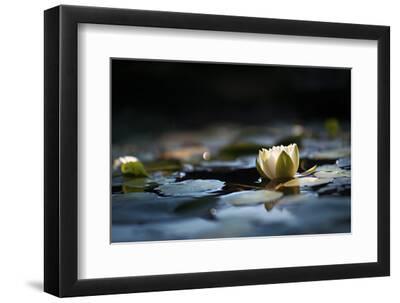 Reflection Pond - Black Framed Art Print Wall Art, 12x8 Reflection Pond - Black Framed Art Print Wall Art, 12x8