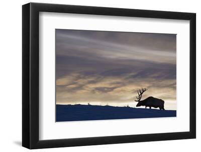 Rocky Mountain Bull Elk, Winter Sunset - Black Framed Art Print Wall Art, 12x8
