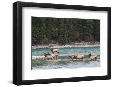 Rocky Mountain Elk Herd - Black Framed Art Print Wall Art, 12x8 Rocky Mountain Elk Herd - Black Framed Art Print Wall Art, 12x8