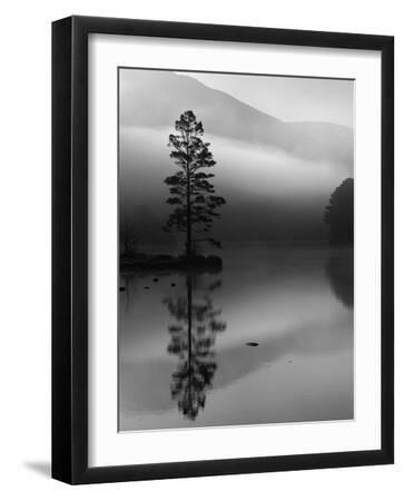 Scots Pine Tree Reflected in Lake at Dawn, Loch an Eilean, Scotland, UK - Black Framed Art Print Wall Art, 12x16