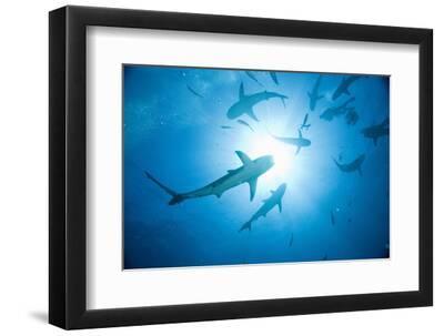 Scuba Diver and Caribbean Reef Sharks at Stuart Cove's Dive Site - Black Framed Art Print Wall Art, 12x8 Scuba Diver and Caribbean Reef Sharks at Stuart Cove's Dive Site - Black Framed Art Print Wall Art, 12x8