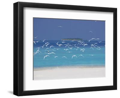 Sea Gulls and Resort, the Maldives, Indian Ocean - Black Framed Art Print Wall Art, 12x9 Sea Gulls and Resort, the Maldives, Indian Ocean - Black Framed Art Print Wall Art, 12x9