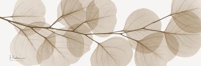 Sepia Kaluptos eucalyptus - Wall Art Print, 36x12 Sepia Kaluptos eucalyptus - Wall Art Print, 36x12