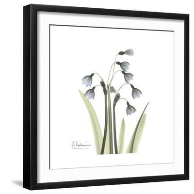 Sowdrop Portrait 2 - Black Framed Art Print Wall Art, 16x16