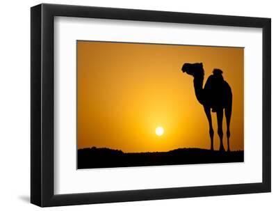 Sun Going Down in a Hot Desert: Silhouette of a Wild Camel at Sunset - Black Framed Art Print Wall Art, 12x8 Sun Going Down in a Hot Desert: Silhouette of a Wild Camel at Sunset - Black Framed Art Print Wall Art, 12x8