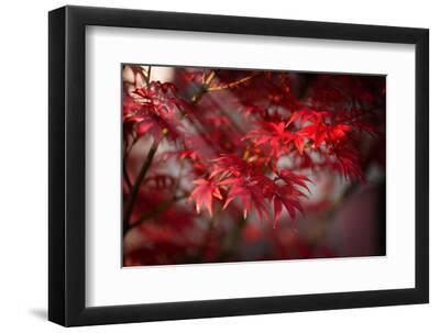 The Poetry of Life - Black Framed Art Print Wall Art, 12x8