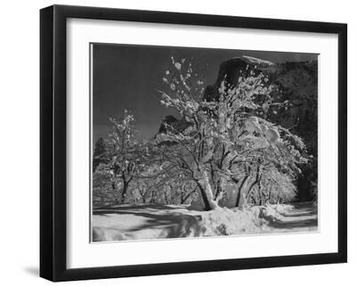 Trees With Snow On Branches "Half Dome Apple Orchard Yosemite" California. April 1933. 1933 - Black Framed Art Print Wall Art, 16x12