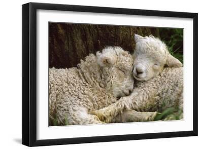 Tukidale Sheep Lambs, Raised for Carpet Wool - Black Framed Art Print Wall Art, 18x12 Tukidale Sheep Lambs, Raised for Carpet Wool - Black Framed Art Print Wall Art, 18x12