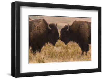 Two Bison Face-To-Face, Custer State Park, South Dakota, USA - Black Framed Art Print Wall Art, 12x8 Two Bison Face-To-Face, Custer State Park, South Dakota, USA - Black Framed Art Print Wall Art, 12x8