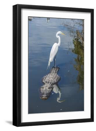 USA, Florida, Orlando, Egret Riding on Alligator, Gatorland - Black Framed Art Print Wall Art, 12x18 USA, Florida, Orlando, Egret Riding on Alligator, Gatorland - Black Framed Art Print Wall Art, 12x18