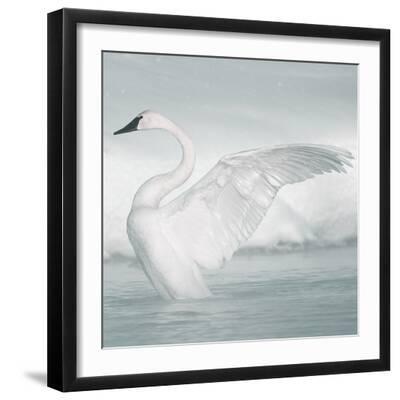 USA, Wyoming, Trumpeter Swan Stretches Wings on a Cold Winter Morning - Black Framed Art Print Wall Art, 16x16
