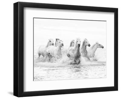 White Horses of Camargue Running Through the Water, Camargue, France - Black Framed Art Print Wall Art, 12x9 White Horses of Camargue Running Through the Water, Camargue, France - Black Framed Art Print Wall Art, 12x9