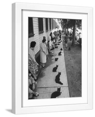 Owners with Their Black Cats, Waiting in Line For Audition in Movie "Tales of Terror" - White Framed Art Print Wall Art, 12x16 Owners with Their Black Cats, Waiting in Line For Audition in Movie "Tales of Terror" - White Framed Art Print Wall Art, 12x16